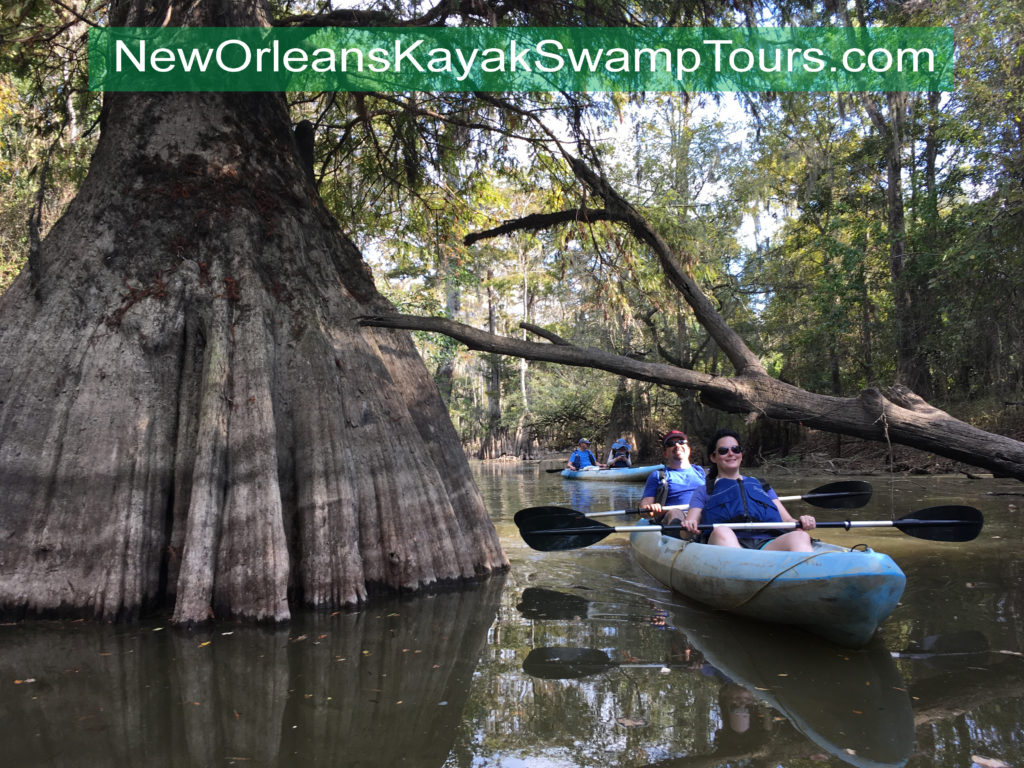 A couple in a blue kayak, kayaking past a giant cypress tree in the Honey Island Swamp