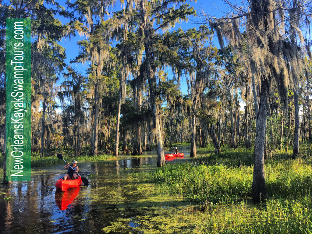 2 kayakers in red kayaks paddling in a cypress swamp in louisiana surrounded by grasses